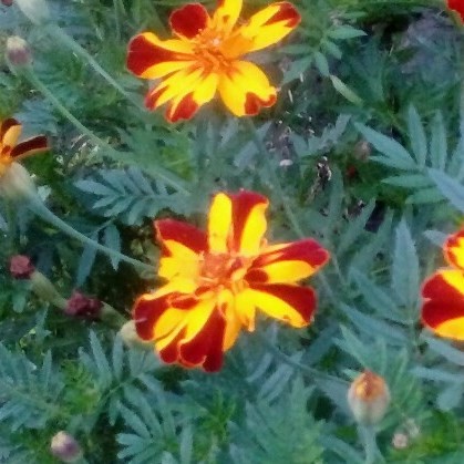Veliki tagetes